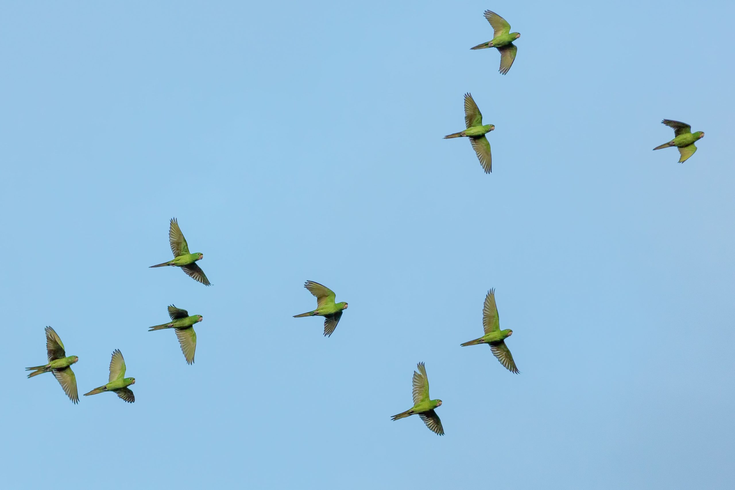 Parrots of Telegraph Hill