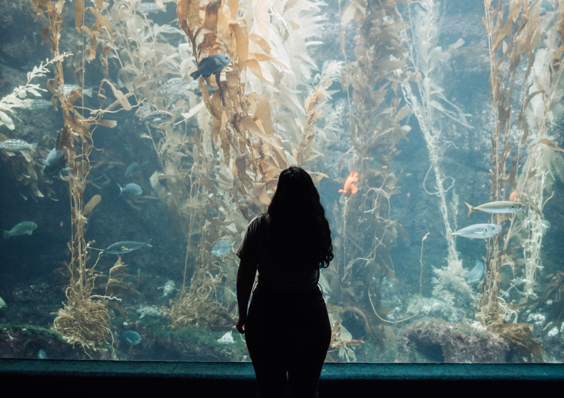 Hall of Fishes