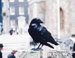 Raven at the Tower of London Tour