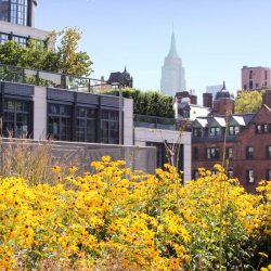 high line NYC