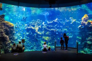 California Academy of Sciences aquarium