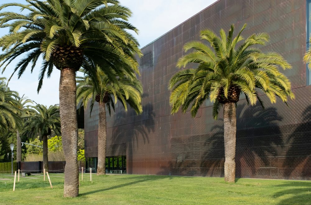 Palm trees outside the De Young Museum in Golden Gate Park