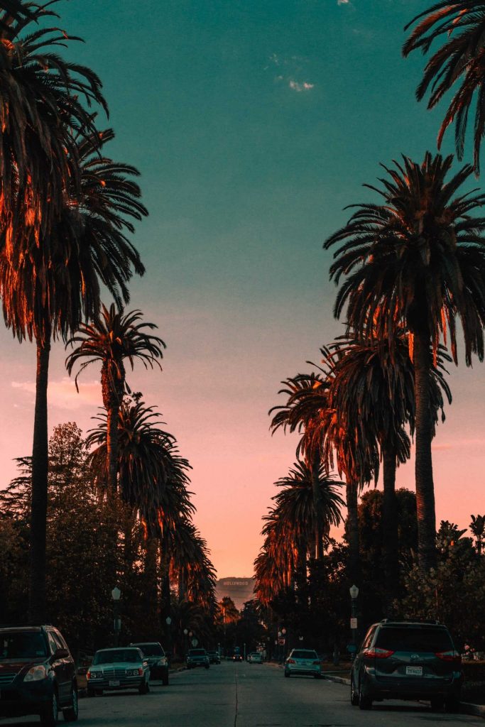 Street with palm trees